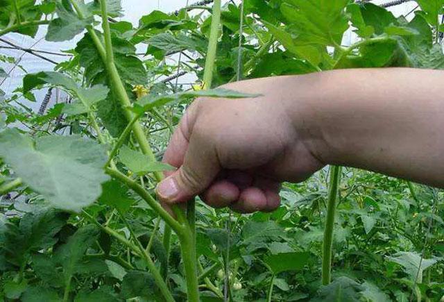 無土栽培--番茄整枝.jpg 無土栽培--番茄整枝.jpg