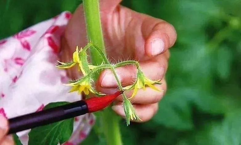 無土栽培--番茄授粉.jpg 無土栽培--番茄授粉.jpg