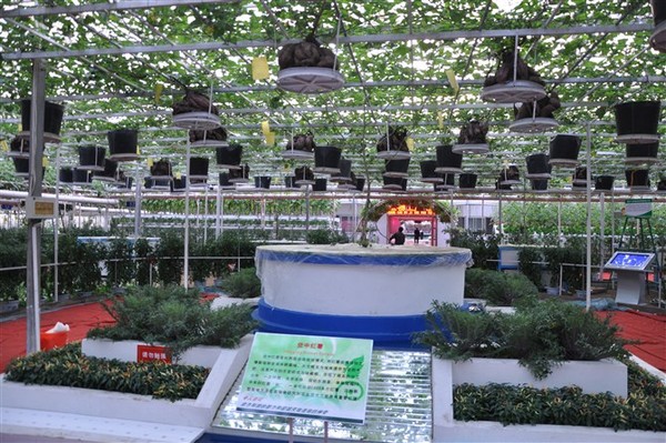 無土栽培紅薯.jpg 無土栽培紅薯.jpg