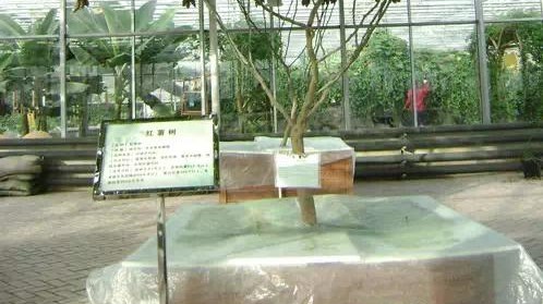 無土栽培紅薯--營養(yǎng)液池.jpg 無土栽培紅薯--營養(yǎng)液池.jpg