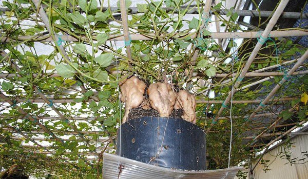 無土栽培紅薯掛盆.jpg 無土栽培紅薯掛盆.jpg