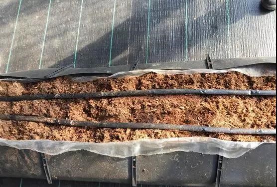 番茄--無土栽培槽式基質(zhì)栽培.jpg 番茄--無土栽培槽式基質(zhì)栽培.jpg