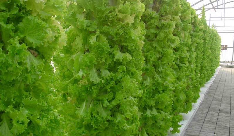 無土栽培--立柱水培生菜.png 無土栽培--立柱水培生菜.png