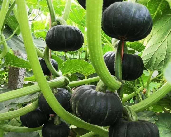 無土栽培板栗南瓜.jpg 無土栽培板栗南瓜.jpg