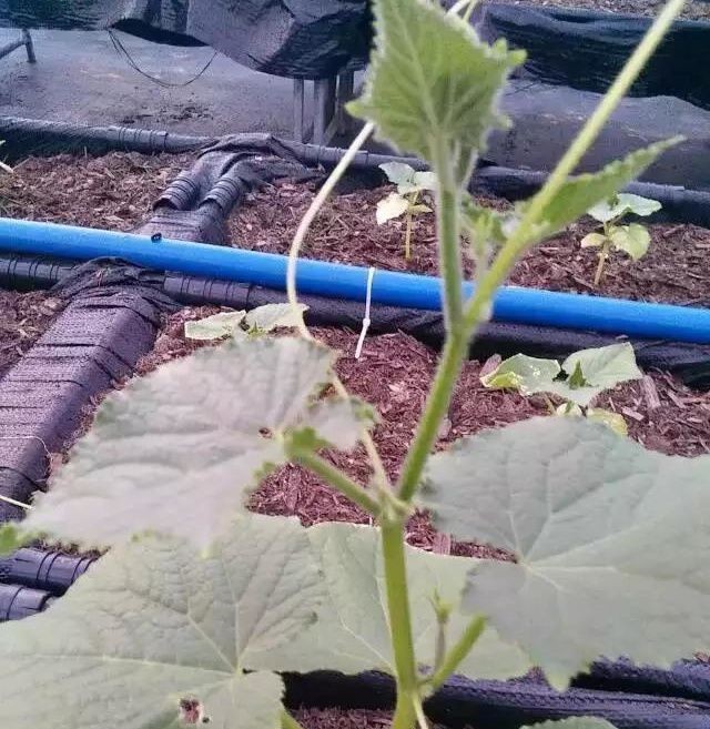 無土栽培--板栗南瓜定植.jpg 無土栽培--板栗南瓜定植.jpg