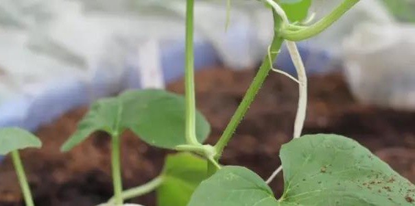 無土栽培--板栗南瓜吊蔓.jpg 無土栽培--板栗南瓜吊蔓.jpg