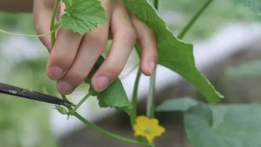 無土栽培--板栗南瓜整枝.jpg 無土栽培--板栗南瓜整枝.jpg