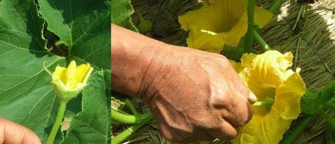 無土栽培--板栗南瓜授粉.jpg 無土栽培--板栗南瓜授粉.jpg