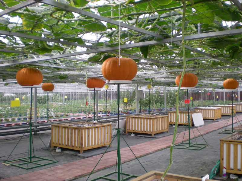 無(wú)土栽培--巨型南瓜.jpg 無(wú)土栽培--巨型南瓜.jpg