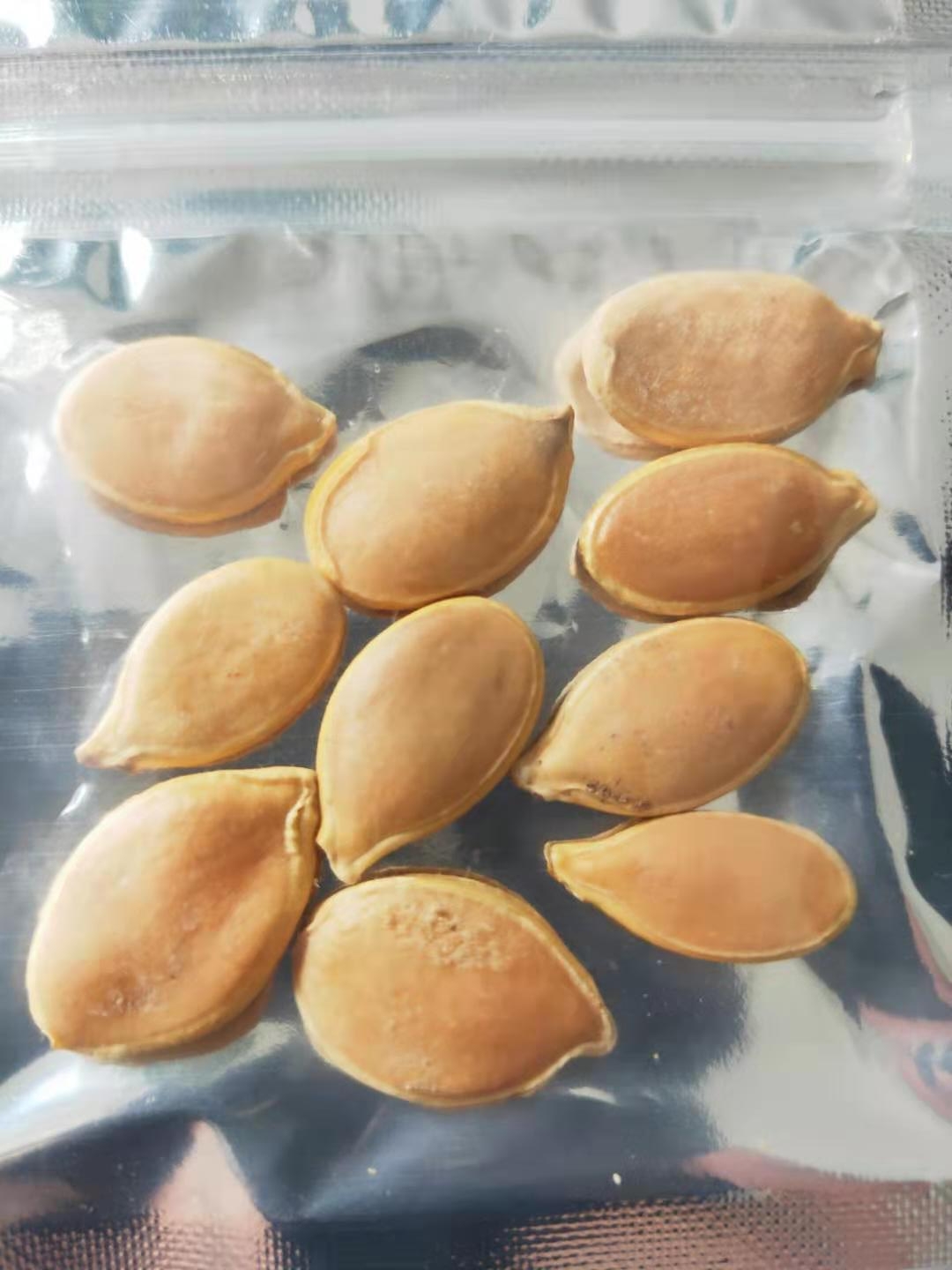 無(wú)土栽培--巨型南瓜種子.jpg 無(wú)土栽培--巨型南瓜種子.jpg