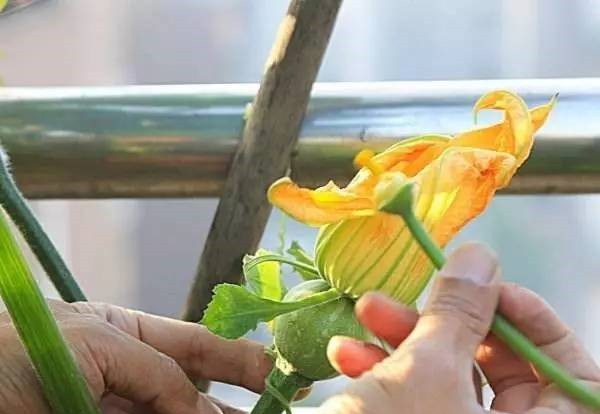 無(wú)土栽培--巨型南瓜授粉.jpg 無(wú)土栽培--巨型南瓜授粉.jpg