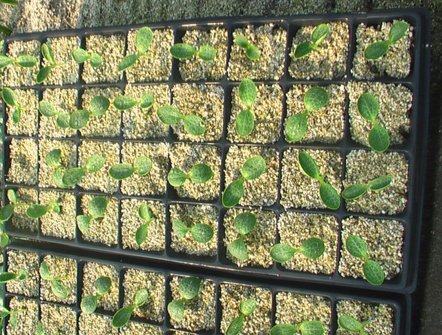 無(wú)土栽培--巨型南瓜苗.JPG 無(wú)土栽培--巨型南瓜苗.JPG