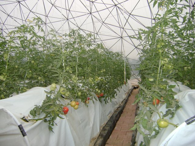 無(wú)土栽培霧培.jpg 無(wú)土栽培霧培.jpg