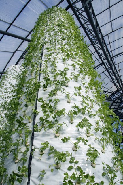 無(wú)土栽培立柱式霧培.JPG 無(wú)土栽培立柱式霧培.JPG