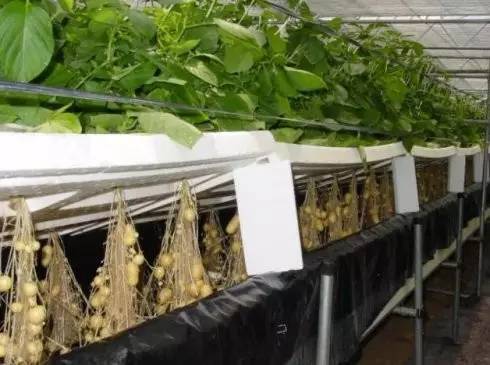 無(wú)土栽培馬鈴薯.jpg 無(wú)土栽培馬鈴薯.jpg