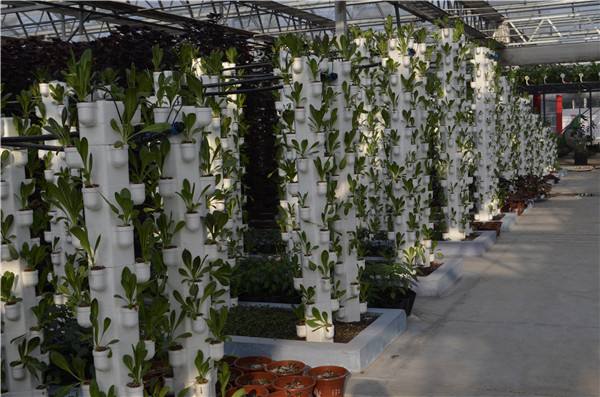 無(wú)土栽培立柱式栽培.jpg 無(wú)土栽培立柱式栽培.jpg