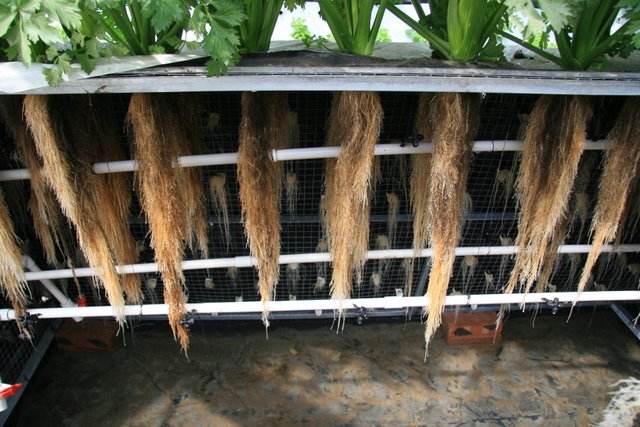 無(wú)土栽培氣霧栽培.jpg 無(wú)土栽培氣霧栽培.jpg