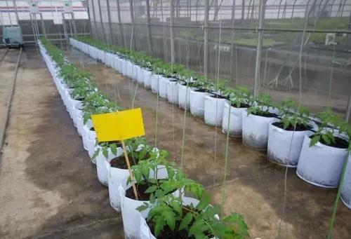 無(wú)土栽培袋式栽培.jpg 無(wú)土栽培袋式栽培.jpg