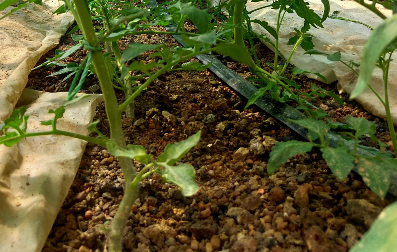 無(wú)土栽培沙培.jpg 無(wú)土栽培沙培.jpg