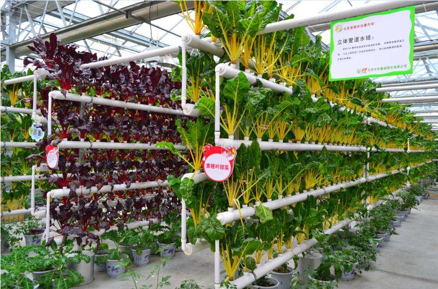 無(wú)土栽培水培.jpg 無(wú)土栽培水培.jpg