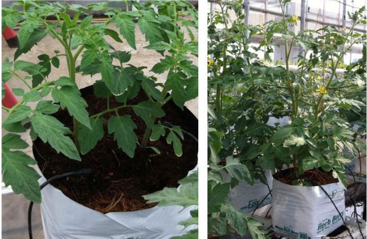 無土栽培椰糠栽培.jpg 無土栽培椰糠栽培.jpg