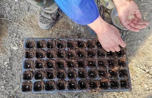 無(wú)土栽培播種.jpg 無(wú)土栽培播種.jpg