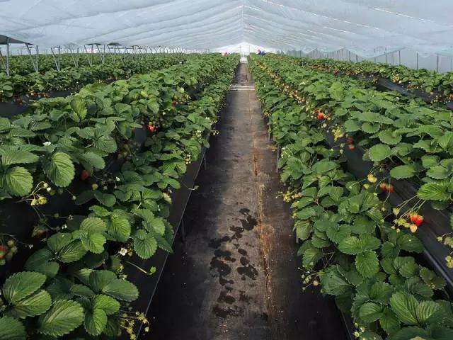 無土栽培高架草莓.jpg 無土栽培高架草莓.jpg
