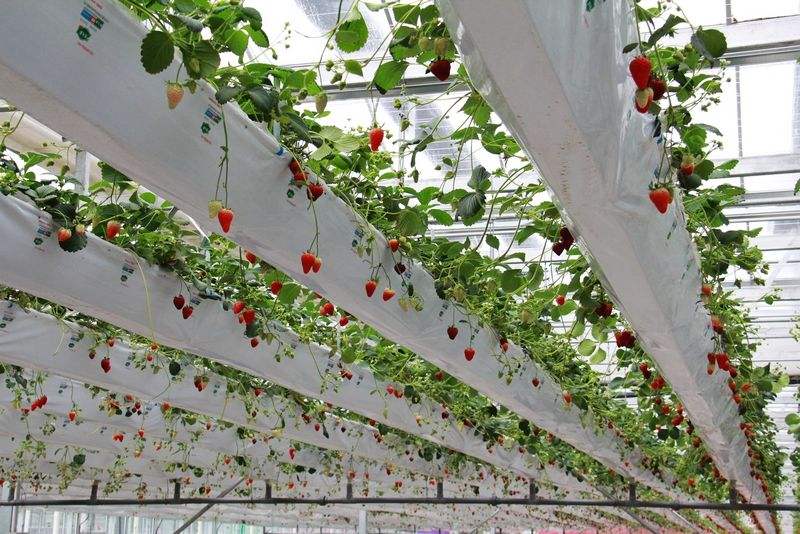 無土栽培固定吊掛式.jpg 無土栽培固定吊掛式.jpg