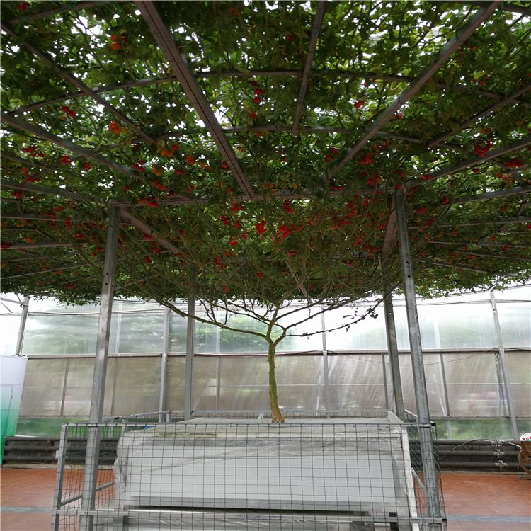 無土栽培番茄樹.jpg 無土栽培番茄樹.jpg