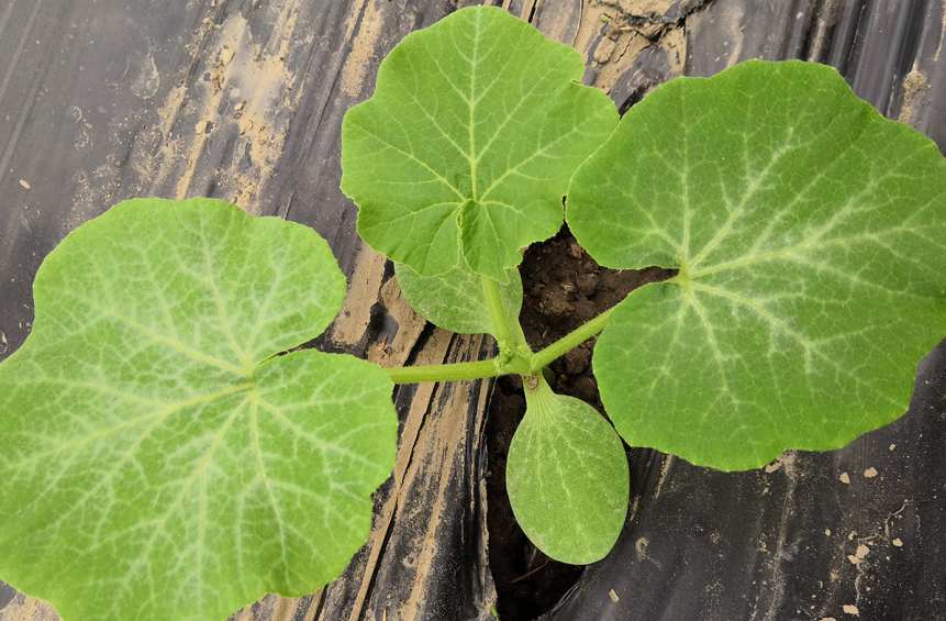 定植完成后的貝貝南瓜苗.png 定植完成后的貝貝南瓜苗.png