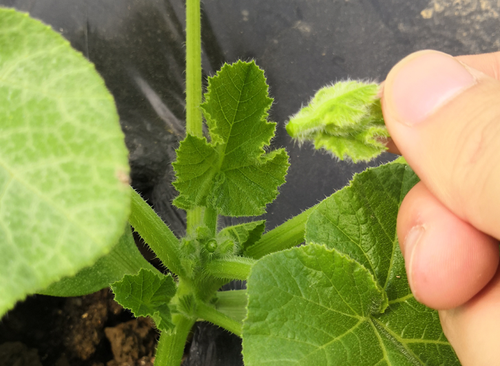 主蔓摘心.png 主蔓摘心.png