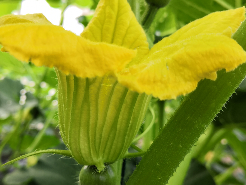 坐果處理狀態(tài).png 坐果處理狀態(tài).png