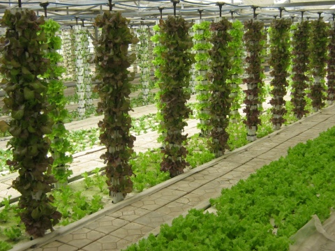 無土栽培立體垂直栽培.jpg 無土栽培立體垂直栽培.jpg