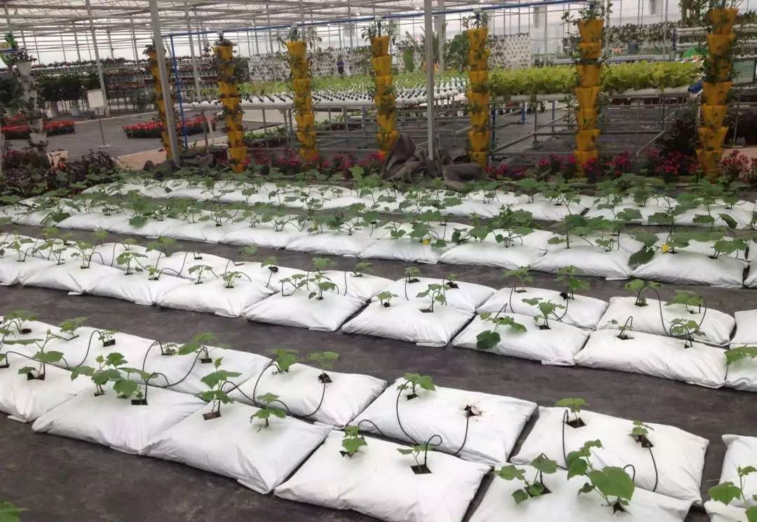 無土栽培袋式栽培.jpg 無土栽培袋式栽培.jpg