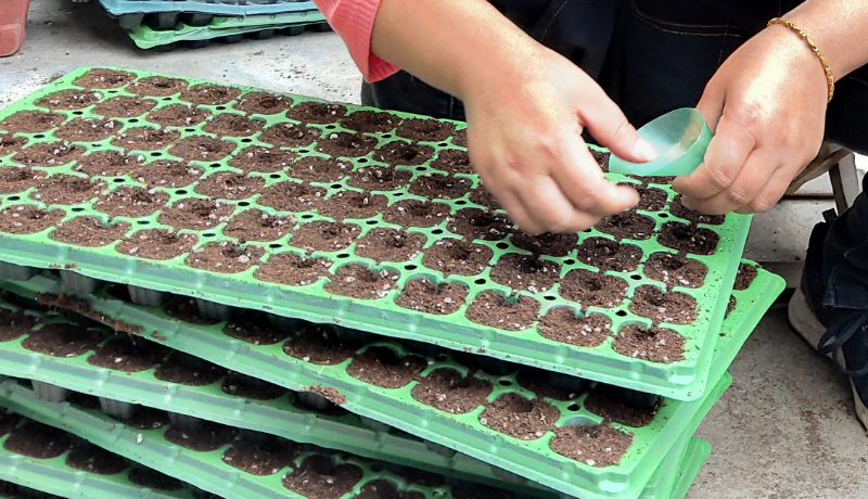 無土栽培穴盤播種.jpg