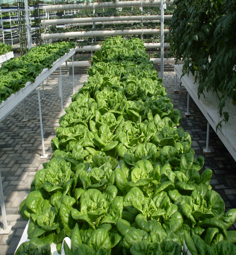 無土栽培深夜流栽培.png 無土栽培深夜流栽培.png