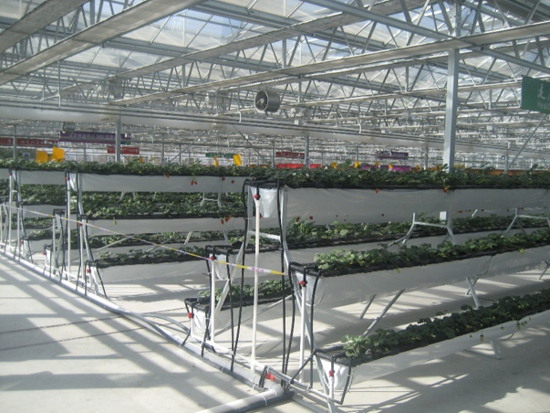 無土栽培A字架栽培.png 無土栽培A字架栽培.png