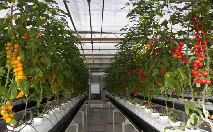 無土栽培巖棉栽培.png 無土栽培巖棉栽培.png