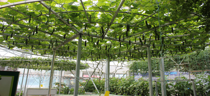 無土栽培蔬菜樹.png 無土栽培蔬菜樹.png