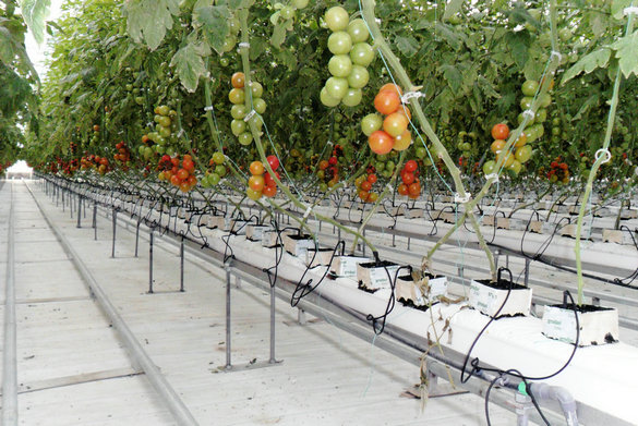 無土栽培椰糠栽培.png 無土栽培椰糠栽培.png