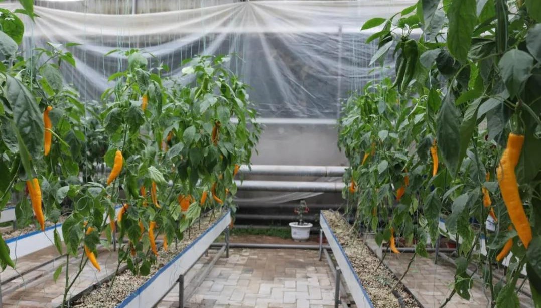 無(wú)土栽培基質(zhì)培.jpg 無(wú)土栽培基質(zhì)培.jpg