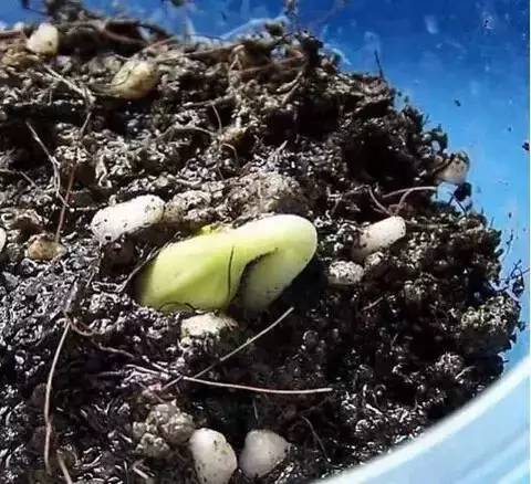 無土栽培種子催芽.png 無土栽培種子催芽.png