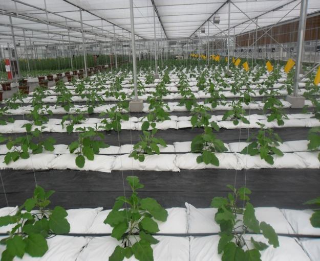 無土栽培--袋培.png 無土栽培--袋培.png