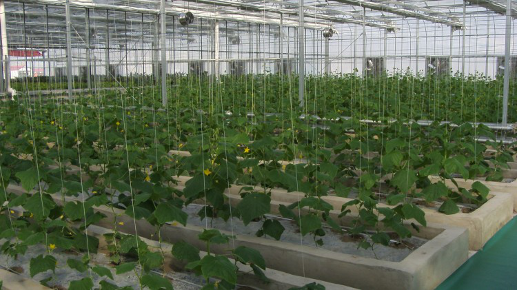 無土栽培--槽培.png 無土栽培--槽培.png