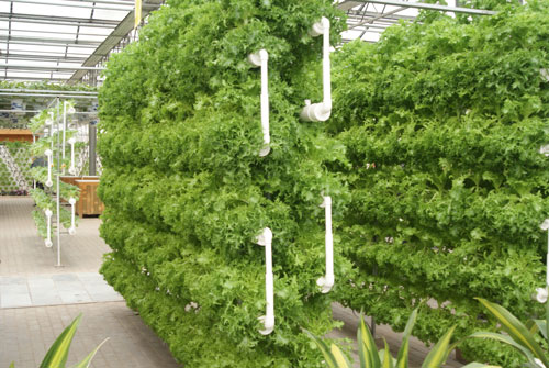 無土栽培立體管道栽培.png 無土栽培立體管道栽培.png