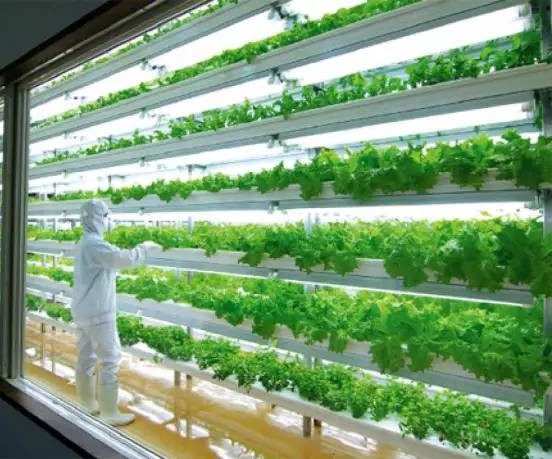 無土栽培植物工.jpg 無土栽培植物工.jpg