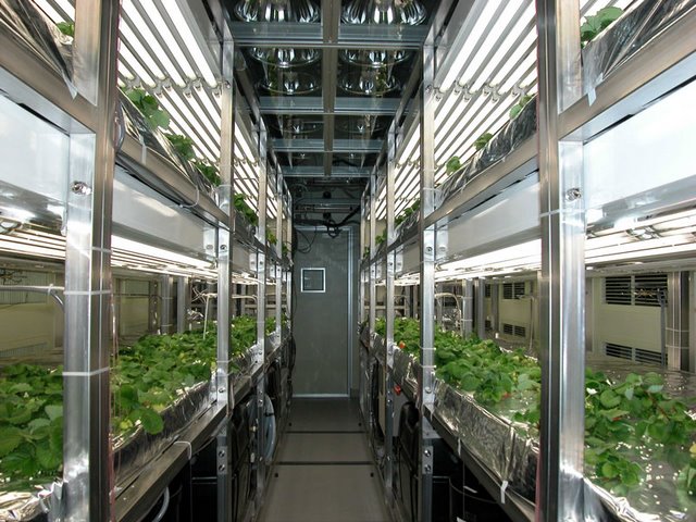 無土栽培植物工.jpg 無土栽培植物工.jpg