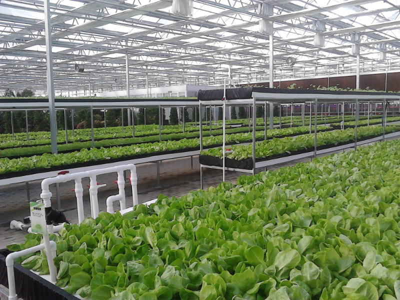 無土栽培淺液流栽培--生菜.jpg 無土栽培淺液流栽培--生菜.jpg