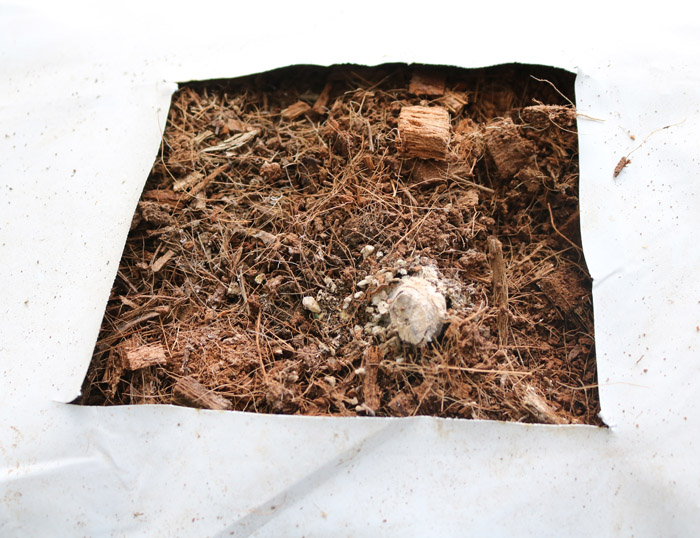 無土栽培基質(zhì)椰糠.jpg 無土栽培基質(zhì)椰糠.jpg