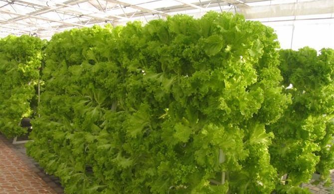 無土栽培A字架栽培.jpg 無土栽培A字架栽培.jpg